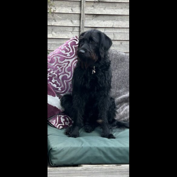 Labradoodle - Both