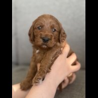 Cockapoo - Both