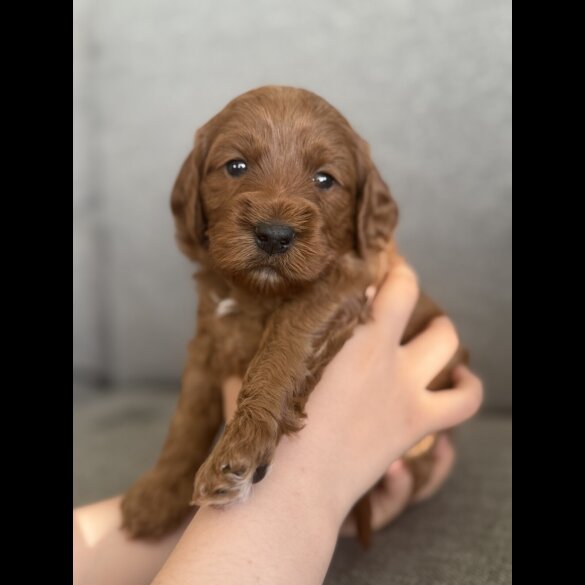Cockapoo - Both