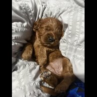 Cockapoo - Both