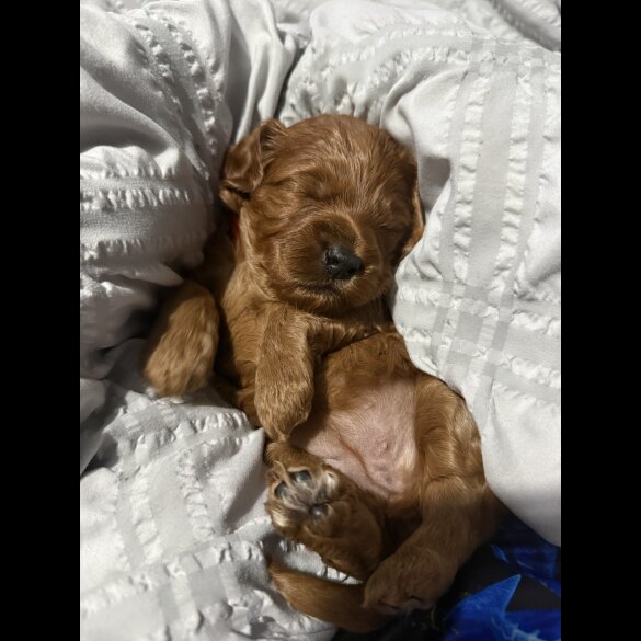 Cockapoo - Both