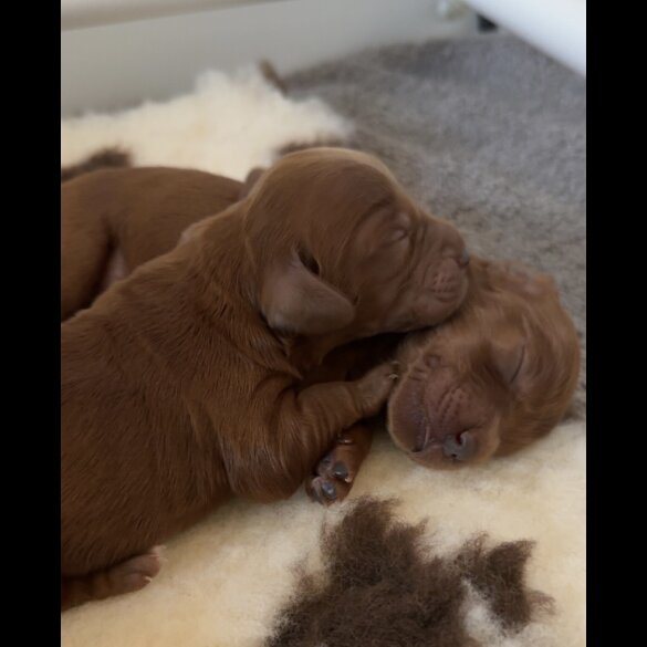 Cockapoo - Both