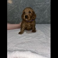 Cockapoo - Both