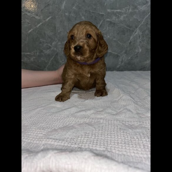 Cockapoo - Both
