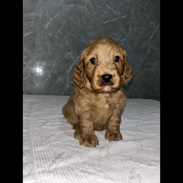 Cockapoo - Both