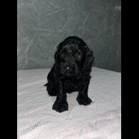 Cockapoo - Both