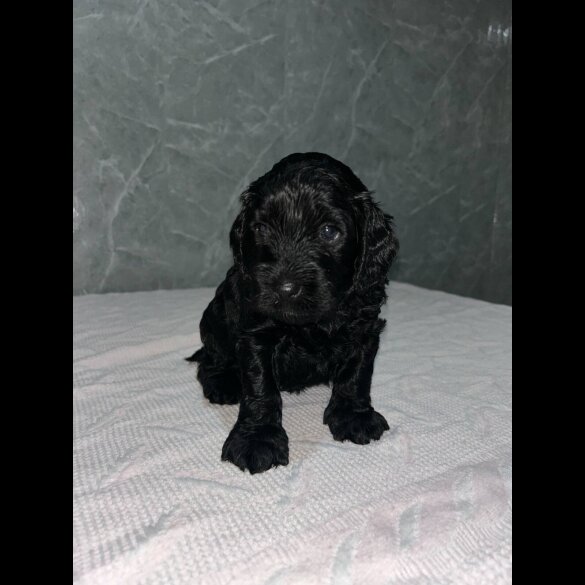 Cockapoo - Both