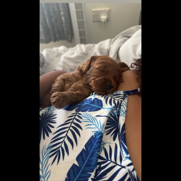 Cockapoo - Both