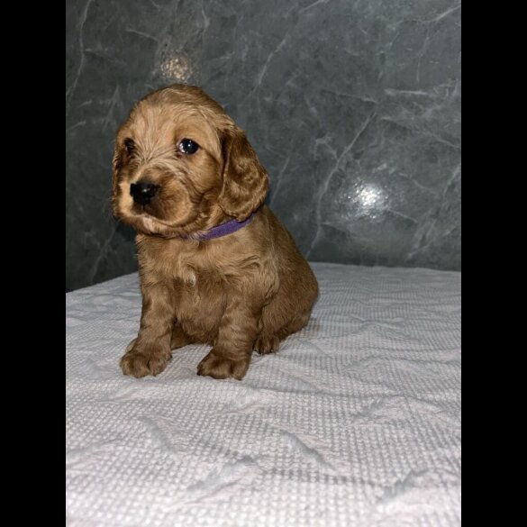 Cockapoo - Both