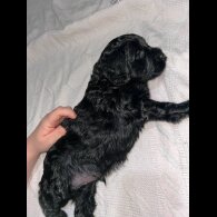 Cockapoo - Both