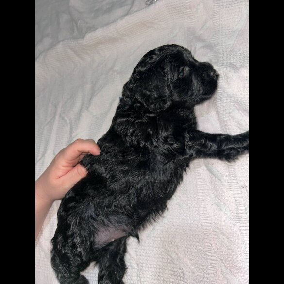 Cockapoo - Both