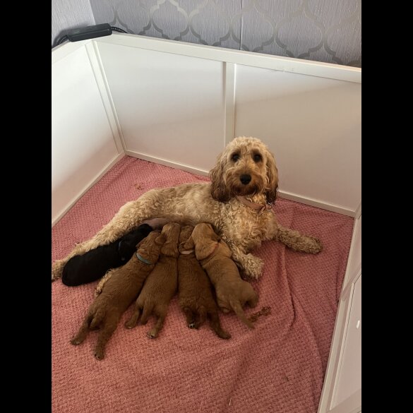 Cockapoo - Both