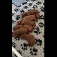 Cockapoo - Both