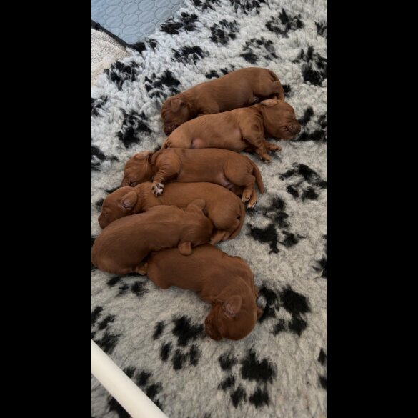 Cockapoo - Both