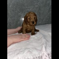 Cockapoo - Both