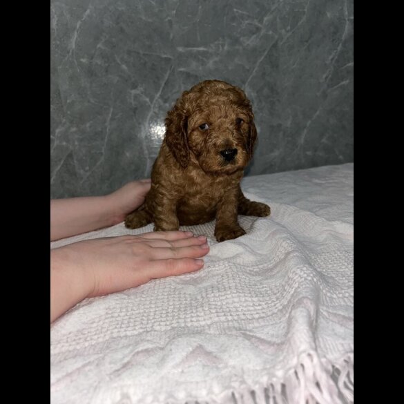 Cockapoo - Both