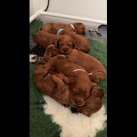 Cockapoo - Both