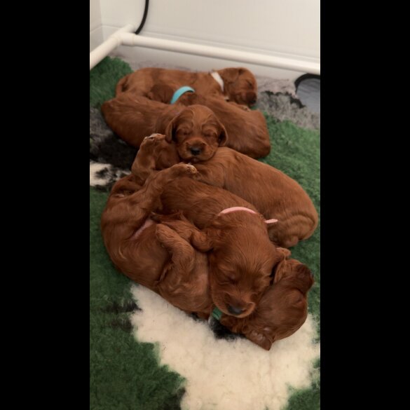 Cockapoo - Both