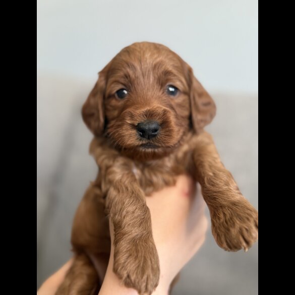 Cockapoo - Both
