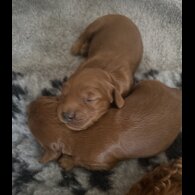 Cockapoo - Both