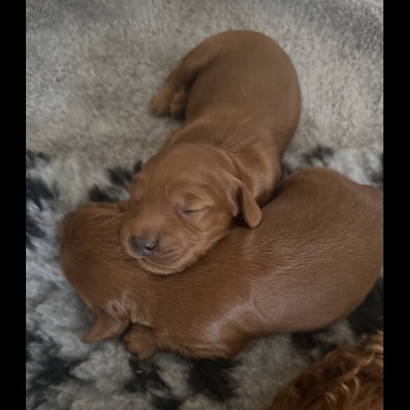 Cockapoo - Both