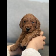 Cockapoo - Both