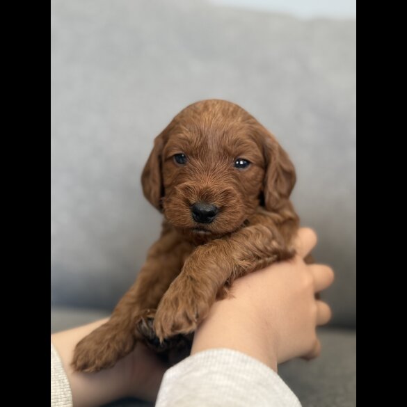 Cockapoo - Both