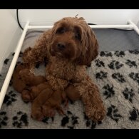 Cockapoo - Both