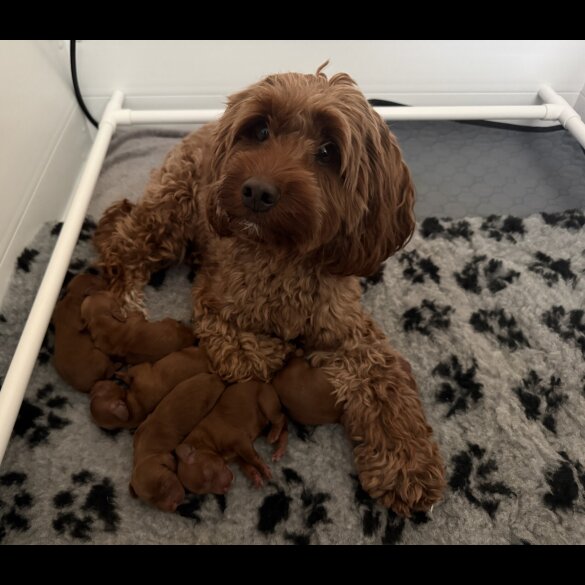 Cockapoo - Both
