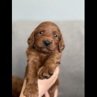 Cockapoo - Both