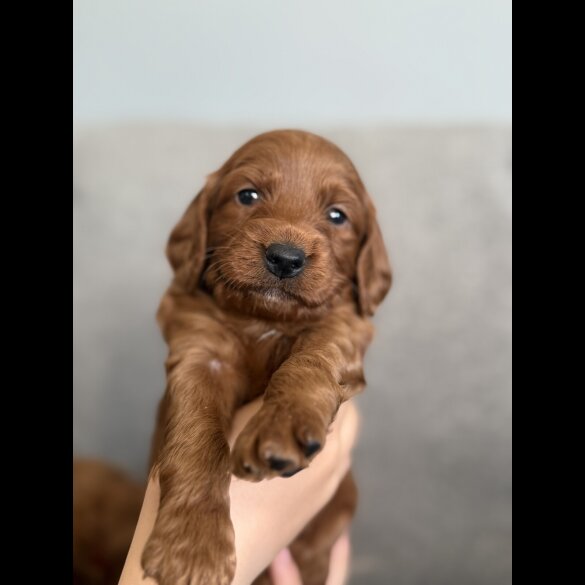Cockapoo - Both