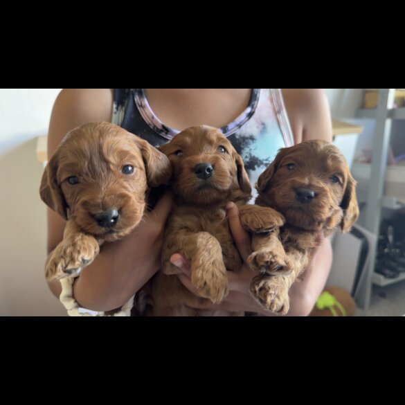Cockapoo - Both