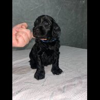 Cockapoo - Both