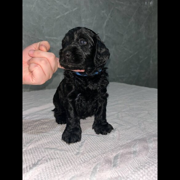 Cockapoo - Both