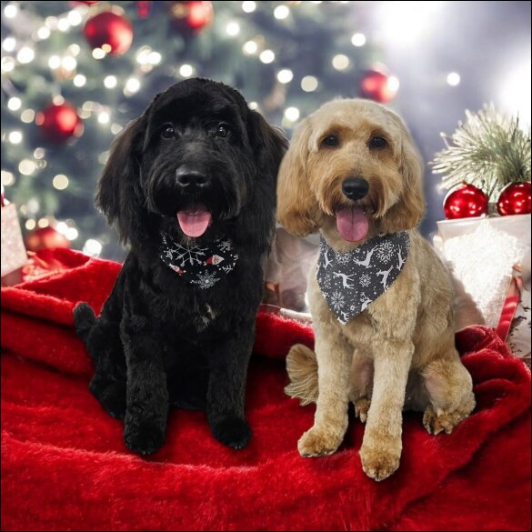 Cockapoo - Both