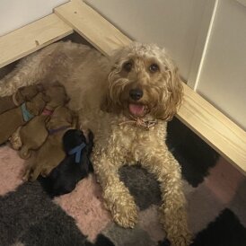 Cockapoo - Both