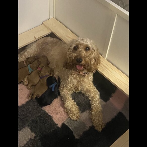 Cockapoo - Both