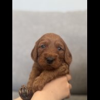 Cockapoo - Both
