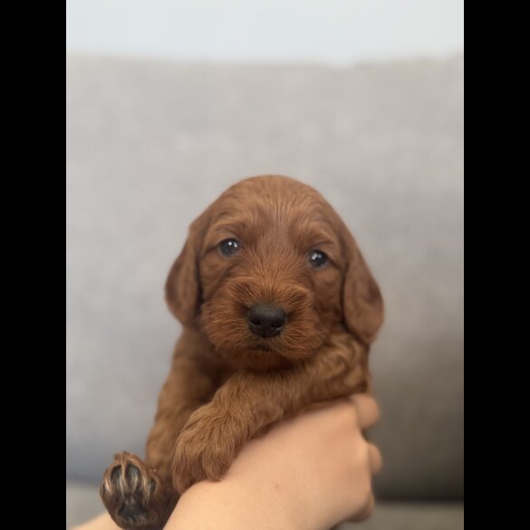 Cockapoo - Both