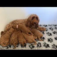 Cockapoo - Both
