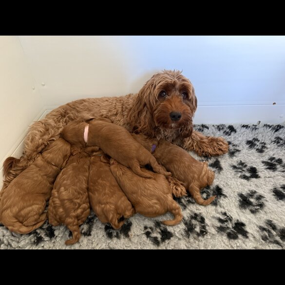 Cockapoo - Both