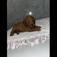 Cockapoo - Both