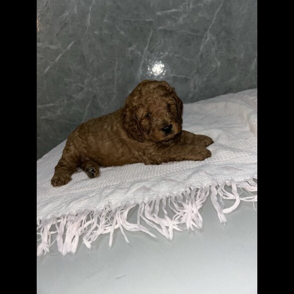 Cockapoo - Both