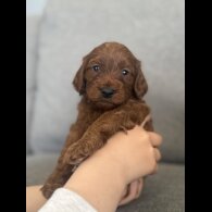 Cockapoo - Both