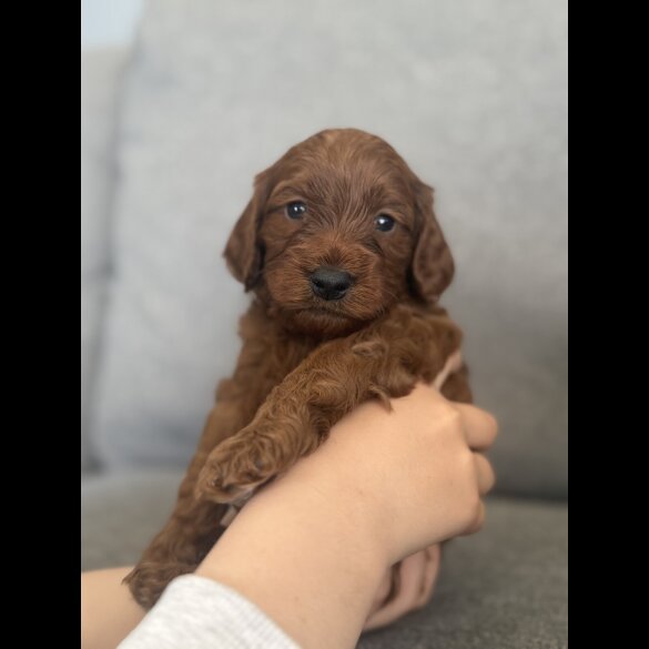 Cockapoo - Both