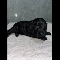 Cockapoo - Both