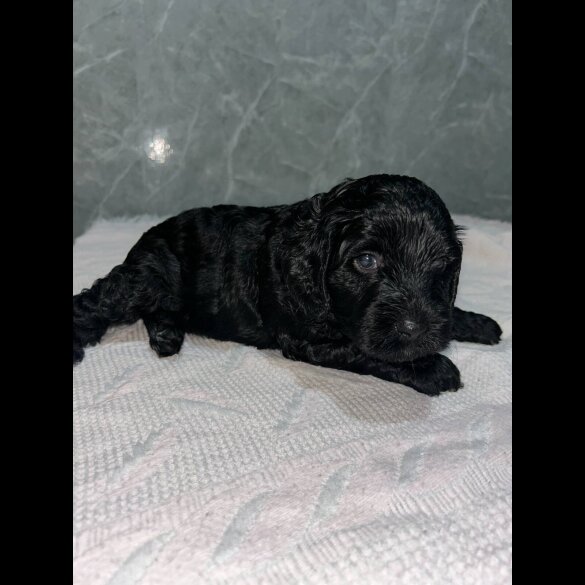 Cockapoo - Both