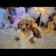 Cockapoo - Both