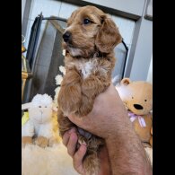 Cockapoo - Both