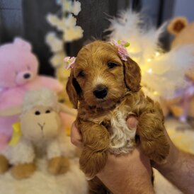 Cockapoo - Both